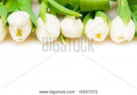 흰색 아름 다운 화이트 튤립