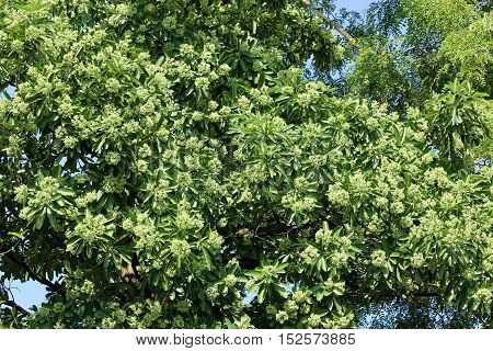 Green Flower of Blackboard Tree or Devil Tree
