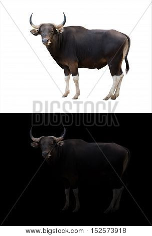 Banteng In The Dark And White Background