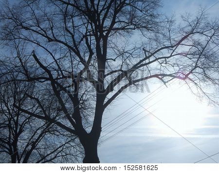 A black tree with blue sky background with white sun