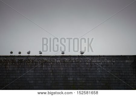 Gulls sitting on the roof top in a dark some atmosphere
