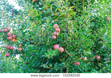 Ripe red apples on tree red apple on a tree