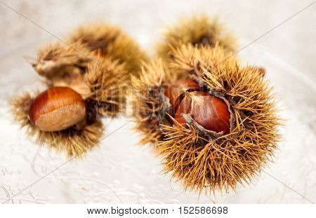 Chestnuts with hedgehog in studio on white background isolated.