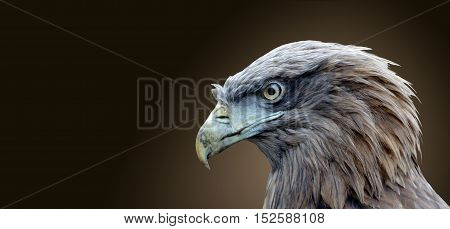 The head of an eagle bird isolated on a brown background.