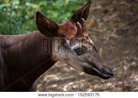Okapi (Okapia johnstoni). Wildlife animal. 