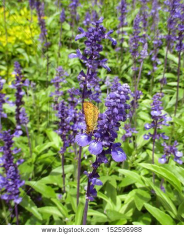 One orange color butterfly on vivid purple Lavender in bright green field