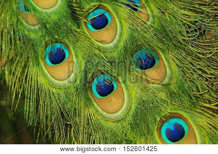 Macro of real Peacock's feathers, that demonstrates thair structure and colors. Shot with narrow depth of field. Fragment of real bird, Malaysia.
