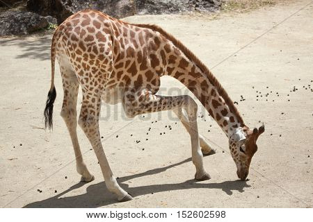 Kordofan giraffe (Giraffa camelopardalis antiquorum), also known as the Central African giraffe. Wildlife animal. 