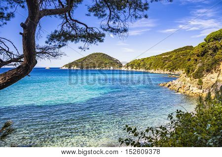 Elba island sea Portoferraio Viticcio beach coast and mediterranean pine trees Tuscany Italy Europe.