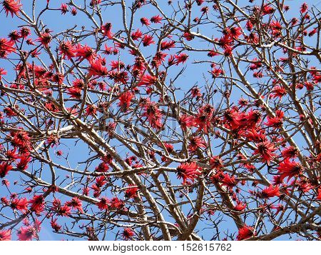 The Coral Tree blossom in Wolfson Park of Ramat Gan Israel March 3 2011