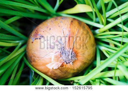 Colorful organic onion covered in natural grass