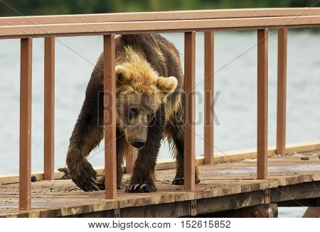 Young brown bear looks prey on fence to account for fish. Kurile Lake in Southern Kamchatka Wildlife Refuge.