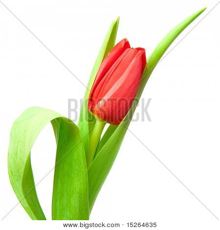 jeden červený Tulipán izolovaných na bílém