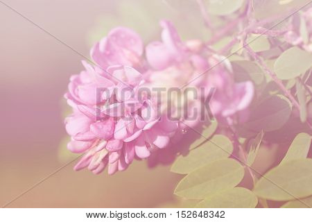 Closeup Photo Of Acacia Flowers