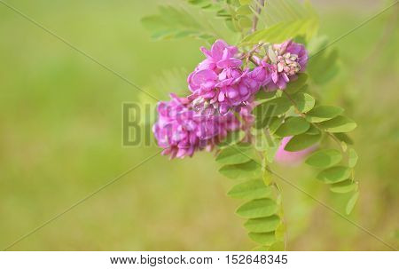 Closeup Photo Of Acacia Flowers