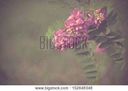 Vintage photo of acacia flowers detail .