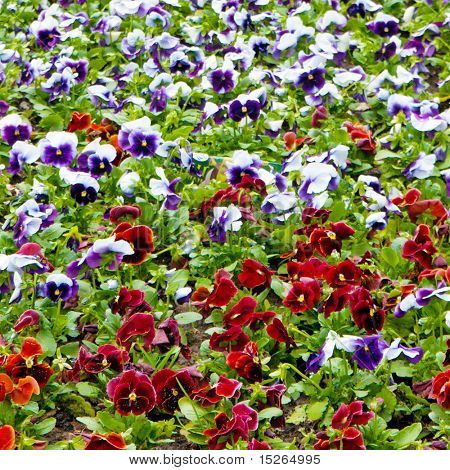 Viola tricolor maceška, záhonu