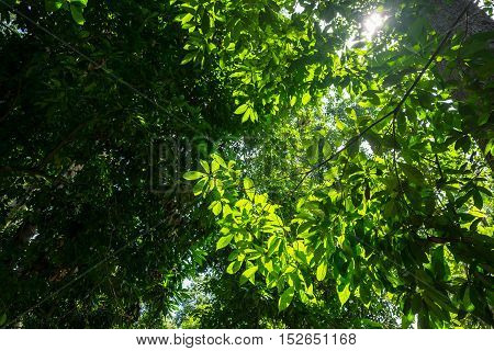 Backlit forest tree branches on a sunny day in a tropical rainforest