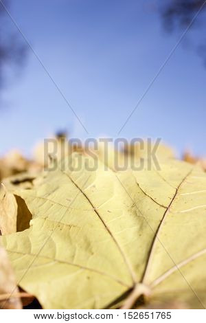 Rimy autumn leaves on the ground with blue sky background