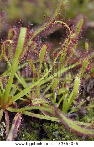 Cape Sundew - Drosera capensis Carnivorous plant from The Cape in South Africa