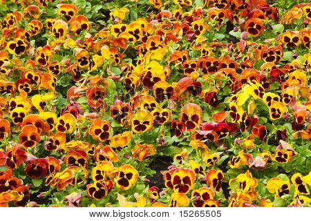 Viola tricolor maceška, záhonu