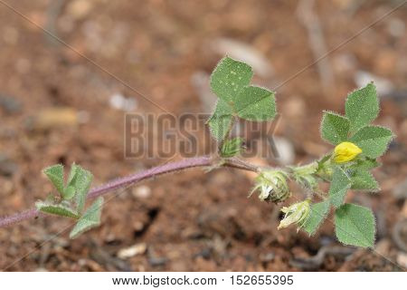 Barrel or Strong Spined Medick - Medicago truncatula