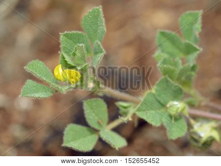 Barrel or Strong Spined Medick - Medicago truncatula
