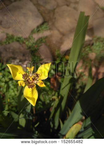 Beautiful flowers in the morning Indonesian forest