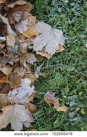 Rimy autumn leaves on the grown with a green grass