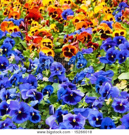 Viola tricolor maceška, záhonu