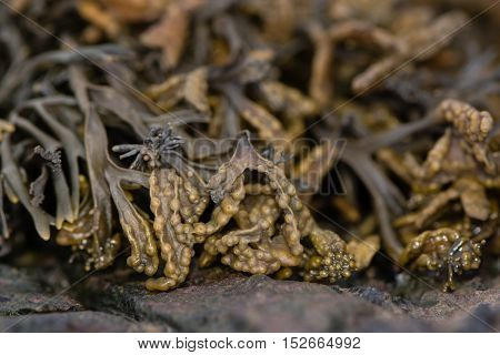 Channeled wrack (Pelvetia canaliculata) seaweed. Common brown algae with distinct channel on underside and warty terminal reproductive receptacles on British coast