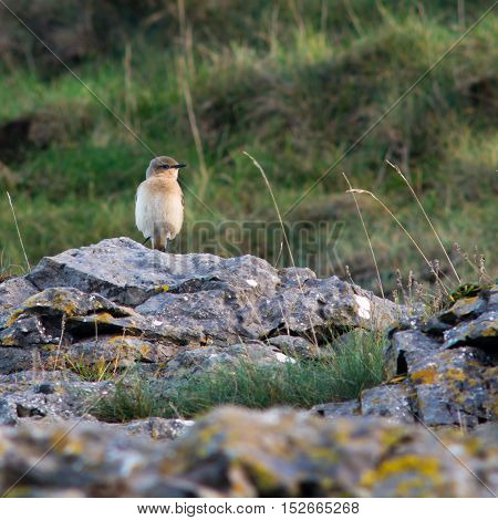 Wheatear (Oenanthe oenanthe) bird on coast to migrate, head on. Summer visitor to Britain in the family Turdidae on Somerset Coast before flying south for winter