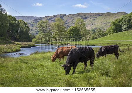 Cattle at Elterwater, The Lake District, Cumbria, England