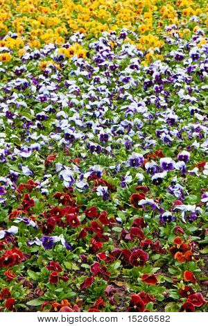 Viola tricolor maceška, záhonu