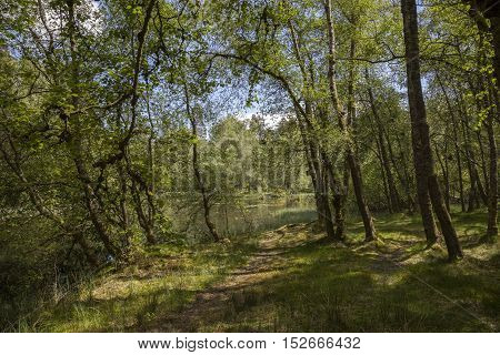 Spring wood at Tarn Hows, Cumbria, England