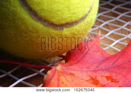 An autumn maple leaf and a tennis ball on the stringbed of a tennis racket.
