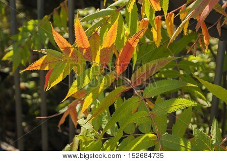 Leaves on an arching plant stem turning red in early autumn.