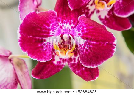 Orchid flowers (Orchidáceae) close-up. Purple Orchid flowers.