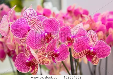 Orchid flowers (Orchidáceae) close-up. Pink Orchid flowers.