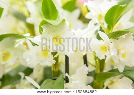 Orchid flowers (Orchidáceae) close-up. White Orchid flowers.