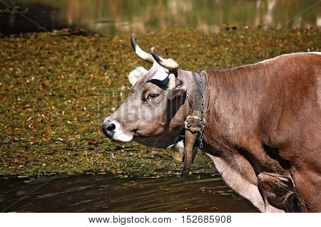 Detail of a brown and white cow (heifer) with horns and cowbell in a pond. Italian Alps