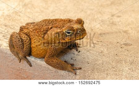 Large toad on grey background. Brown frog at the concrete backyard. Frozen animal amphibian close-up photo. Mimicry ability in wild nature. Exotic fauna in tropical climate. Wildlife near human house
