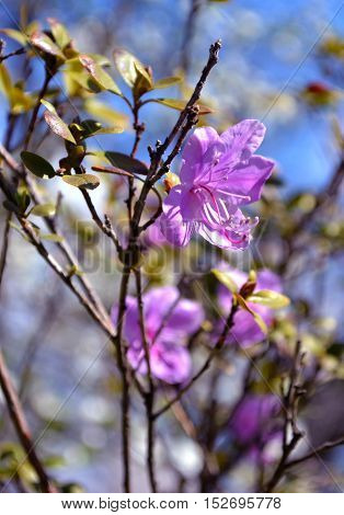 ledum. herb Wild rosemary flora background  plant