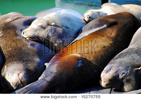 Sea Lions