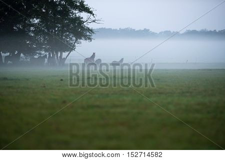 Group Of Horses Standing In Field In Morning Mist. Geesteren. Gelderland. The Netherlands.