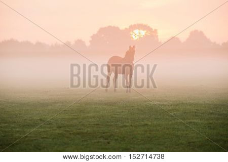 Silhouette Of Horse In Foggy Field At Dawn. Geesteren. Gelderland. The Netherlands.