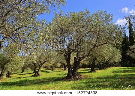 Idyllic rural landscape with olives tree grove and cypress on background Nemea region Peloponnese Greece Europe.
