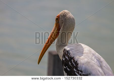 Painted Stork, Mycteria Leucocephala