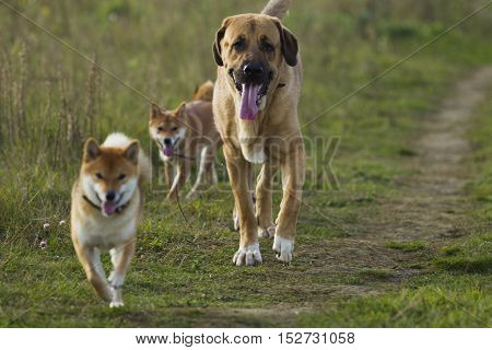 Spanish Mastiff And Shibu Inu For A Walk