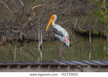 Painted Stork, Mycteria Leucocephala